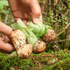 雅江松茸-新鲜高原松茸（最后3天:8月28日截止下单）-顺丰冷链直达 商品缩略图2