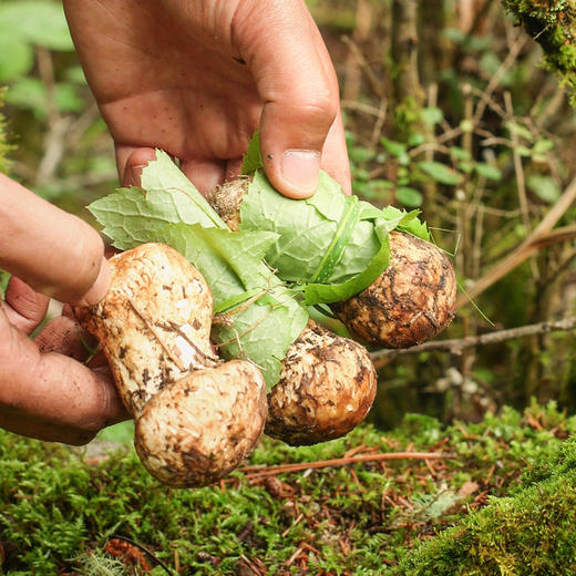 雅江松茸-新鲜高原松茸（最后3天:8月28日截止下单）-顺丰冷链直达 商品图2