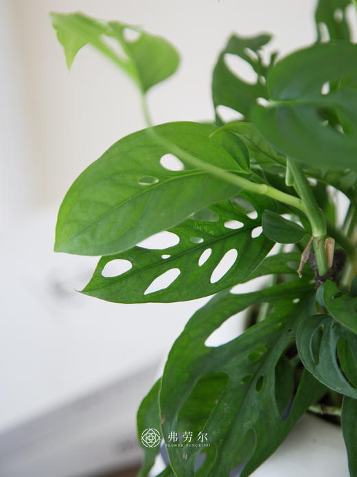 洞洞龟背竹 商品图1