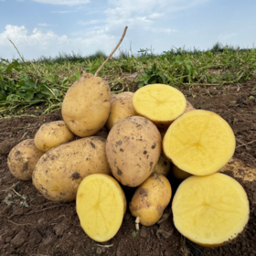 【秒杀】武川土豆3斤