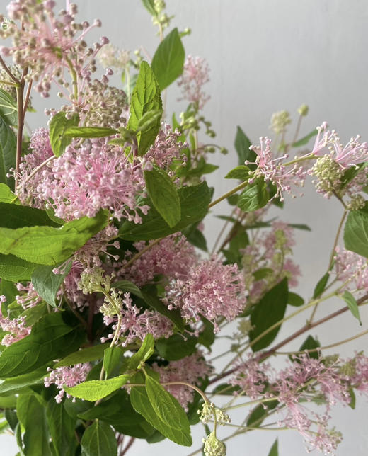 【香气治愈】美洲茶 若干枝/扎 商品图5