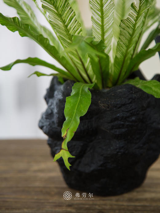 白月光盆栽 商品图2