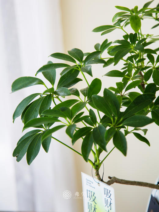 白盆吸财木 商品图2