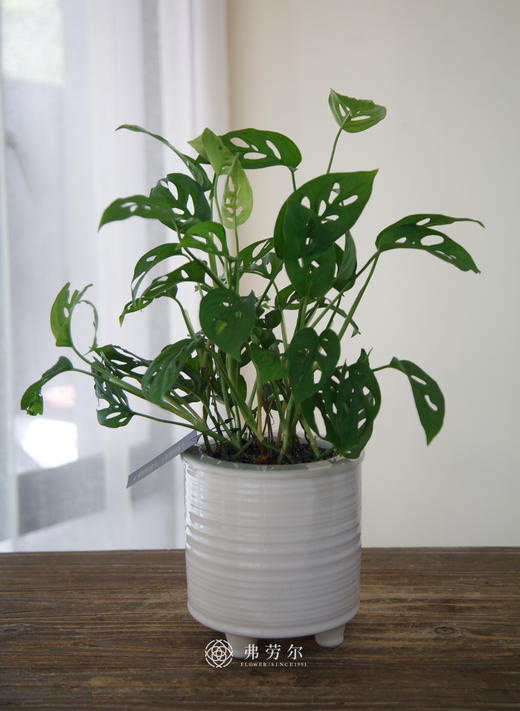 水培洞洞龟背竹 商品图0