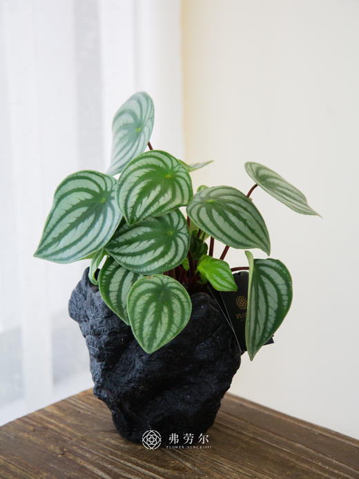 西瓜皮盆栽 商品图0