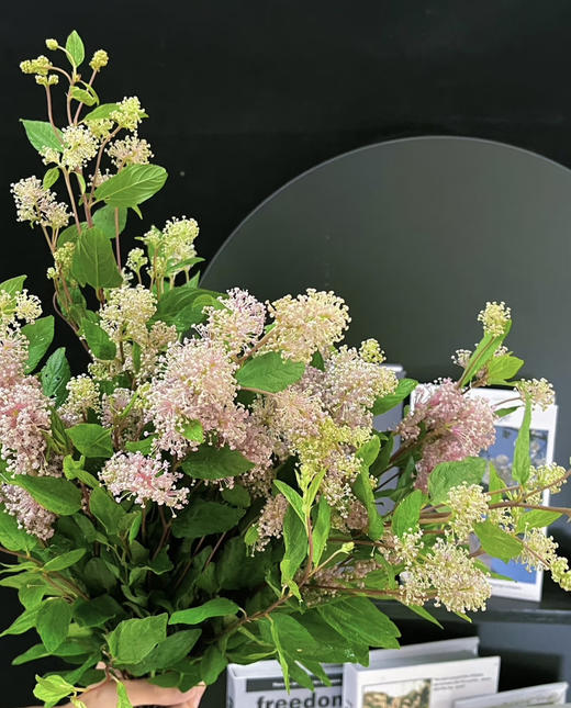 【香气治愈】美洲茶 若干枝/扎 商品图3