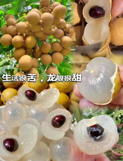 【超级补贴4.98元/每斤】19.9元/4斤  泰国金标龙眼 商品图2