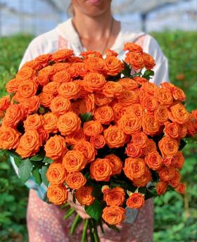 橙芭比多头玫瑰 10支( 40-45个花苞)/扎【GY】