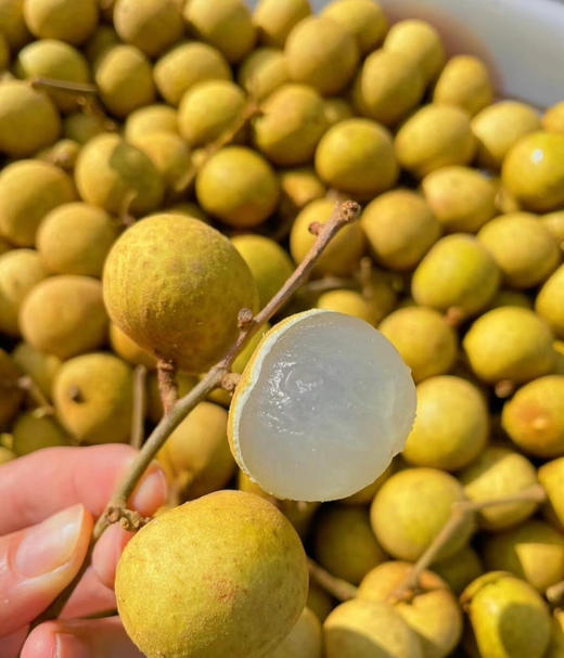 【超级补贴4.98元/每斤】19.9元/4斤  泰国金标龙眼 商品图0