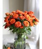 橙芭比多头玫瑰 10支( 40-45个花苞)/扎【GY】 商品缩略图9