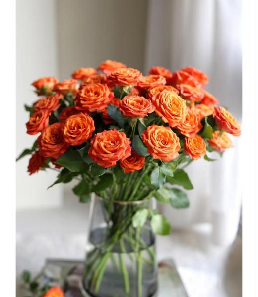 橙芭比多头玫瑰 10支( 40-45个花苞)/扎【GY】 商品图9