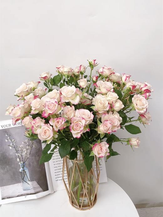 折射多头玫瑰 10支 (40-45个花苞)/扎【GY】 商品图1