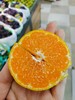 苏氏桔子2斤 商品缩略图1