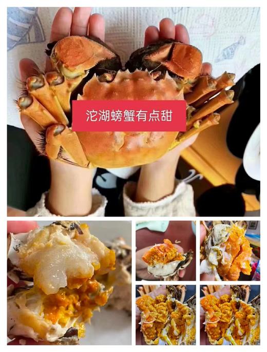 五河--沱湖有机大闸蟹（688型）蟹卡【FY】 商品图4