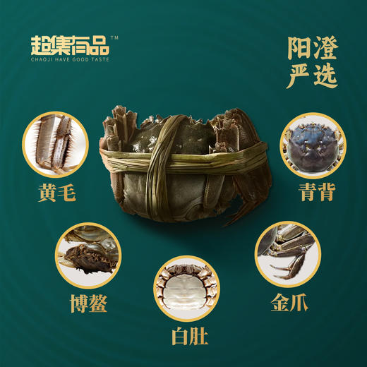超集有品大闸蟹3288型 公蟹5.0；母蟹3.5四对装 商品图4