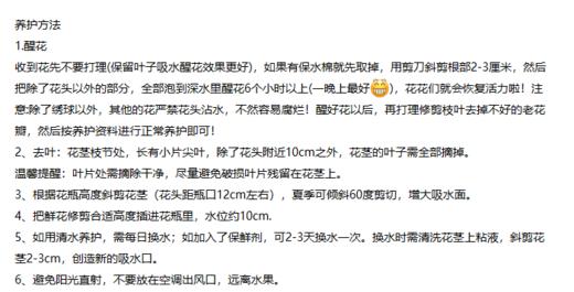 橙芭比多头玫瑰 10支( 40-45个花苞)/扎【GY】 商品图4