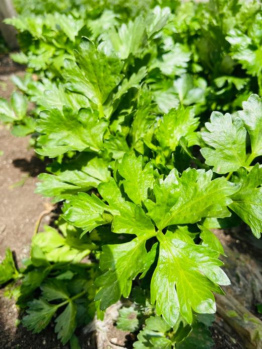 云南高原～水果清芹 商品图7