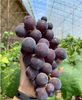 大众腾引葡萄2斤 商品缩略图2