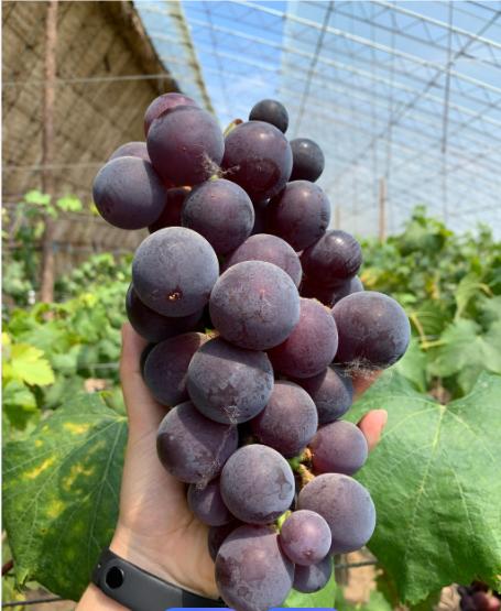 大众腾引葡萄2斤 商品图2