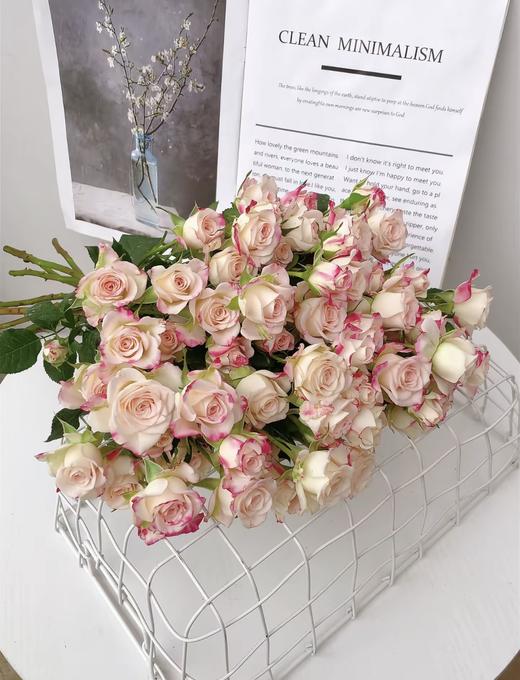 折射多头玫瑰 10支 (40-45个花苞)/扎【GY】 商品图8