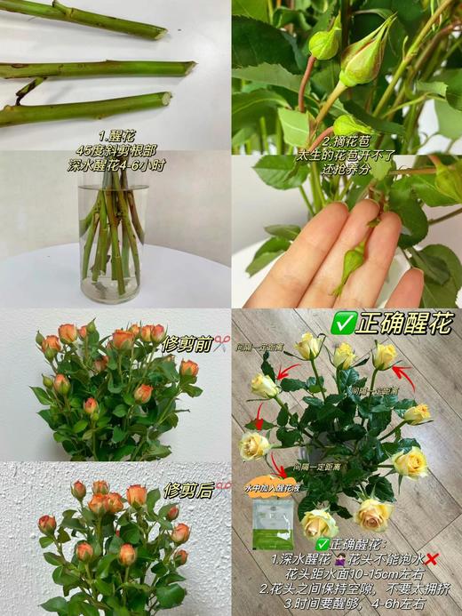 橙芭比多头玫瑰 10支( 40-45个花苞)/扎【GY】 商品图2