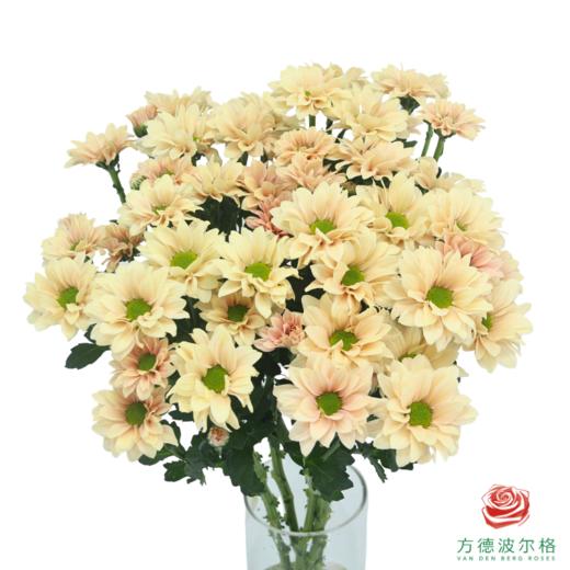 VDB多头小菊-人鱼贝贝 商品图0