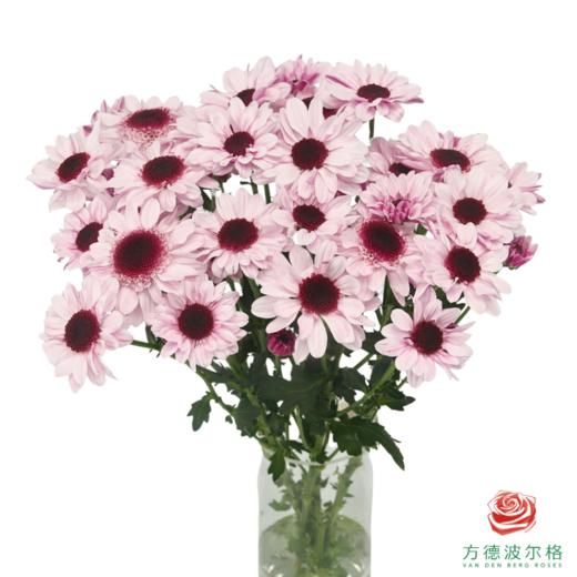 VDB多头小菊-大红帽  5枝一扎 商品图0