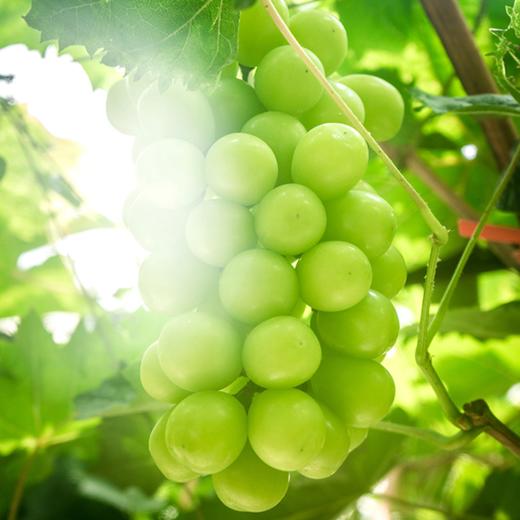 阳光玫瑰青提（中果）3斤彩箱装 商品图4