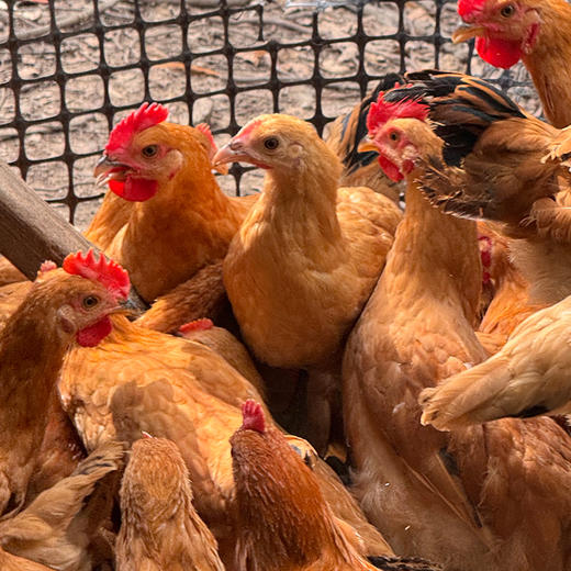 沈小亚散养小公鸡 杀好净重3斤左右 商品图1