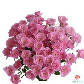 外购多头玫瑰-完美甜蜜 10枝一扎