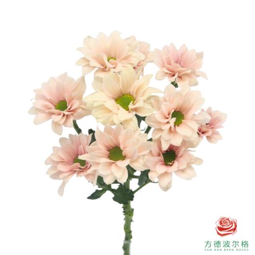 VDB多头小菊-仙女贝贝 商品图5