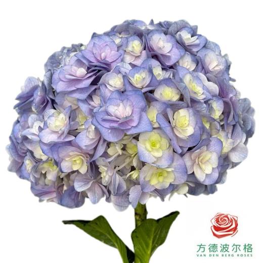 市场绣球-翼 商品图1