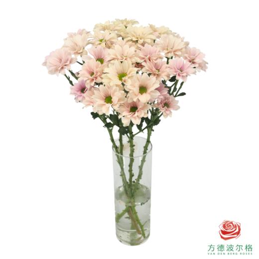 VDB多头小菊-仙女贝贝 商品图1