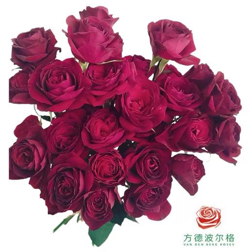 外购多头玫瑰-红玛卡 商品图0