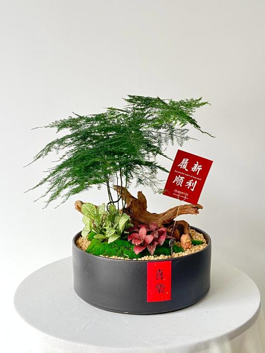 文竹/MXY328 商品图0