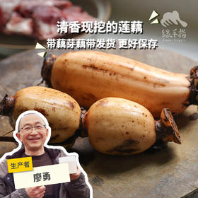 生态莲藕（脆藕粉藕，申通）| 合作生产* Eco-lotus root | Partner Production