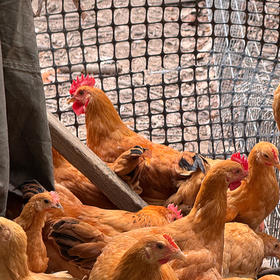 沈小亚散养小公鸡 杀好净重3斤左右