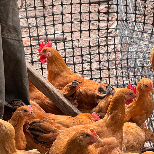 沈小亚散养小公鸡 杀好净重3斤左右 商品图0