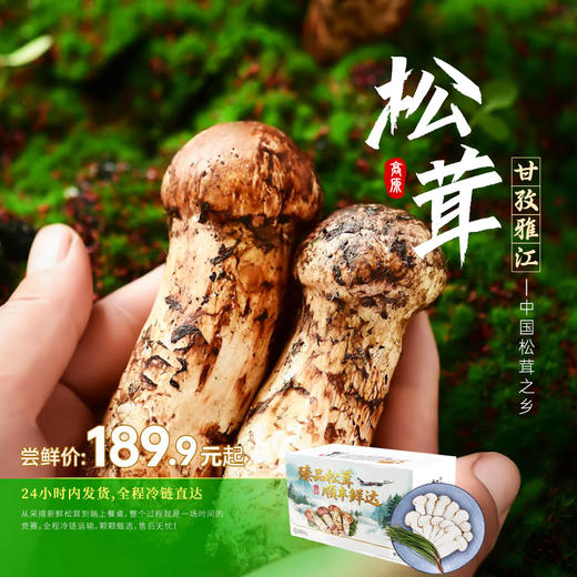 雅江松茸-新鲜高原松茸（最后3天:8月28日截止下单）-顺丰冷链直达 商品图0