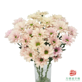 VDB多头小菊-仙女贝贝