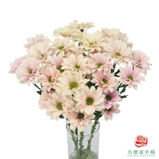 VDB多头小菊-仙女贝贝 商品图0