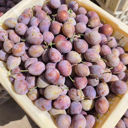 智利西梅1斤装 商品图0