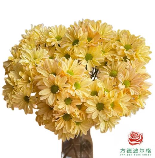 市场小菊 香香公主 商品图0