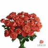 外购多头玫瑰-果汁飞溅 商品缩略图0