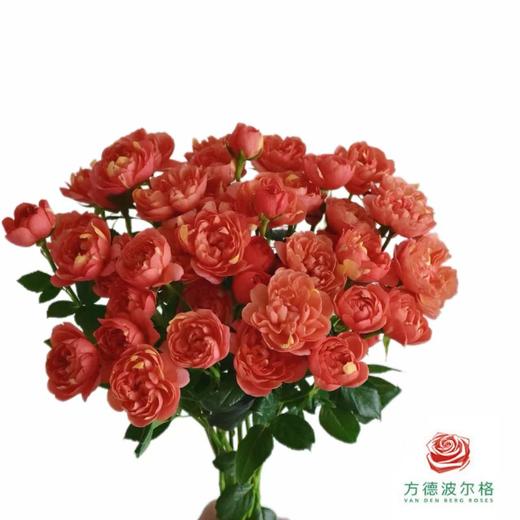 外购多头玫瑰-果汁飞溅 商品图0