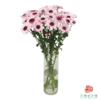 VDB多头小菊-大红帽  5枝一扎 商品缩略图1
