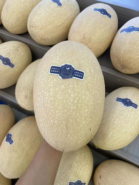 11.8/个甘肃白玉龙哈密瓜约4斤左右