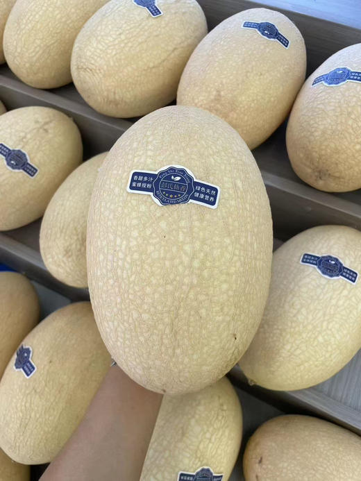 11.8/个甘肃白玉龙哈密瓜约4斤左右 商品图0
