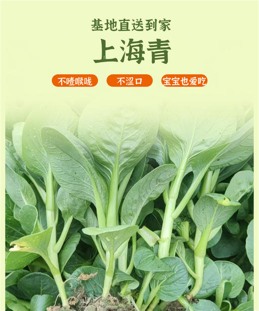 安福上海青500g 商品图1