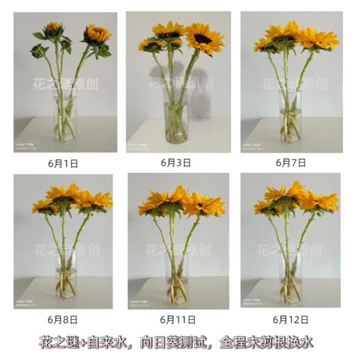 “花之谜”通用型鲜花保鲜剂10包/袋 商品图5